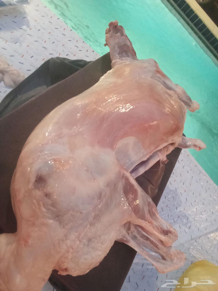 معلم مشويات شوي خارجي أبو محمد64513465292034111