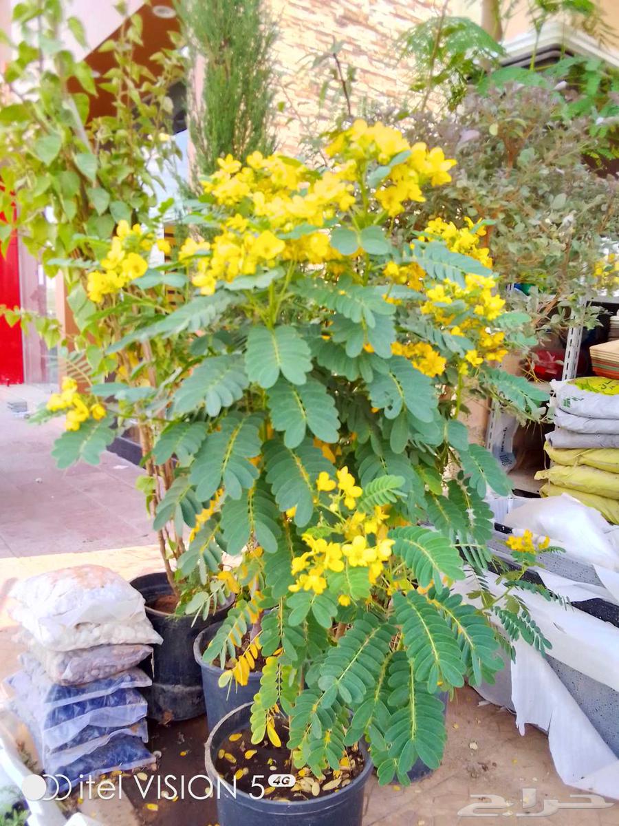 تنسيق حدائق بنواعها64513510847489112