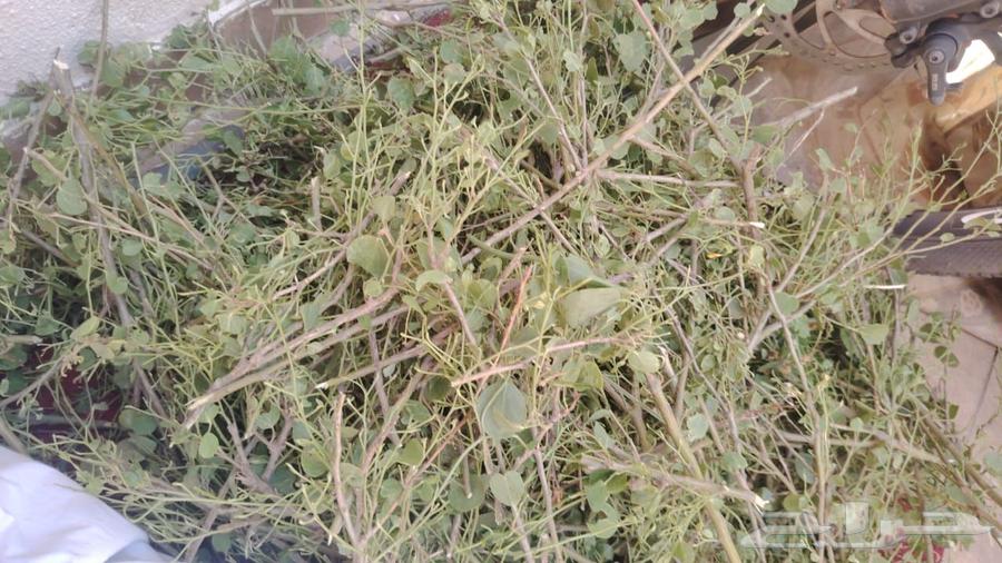Ghafar herb leaves, also known as Al-Sif or Shiflha64498605008642112