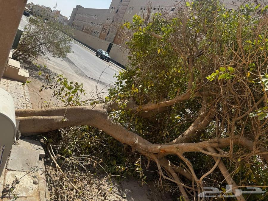 نقل نخل غرس نخل تقطيع شجر رافعه توصيل نخل شجر ترحيل شجر64506412906242114