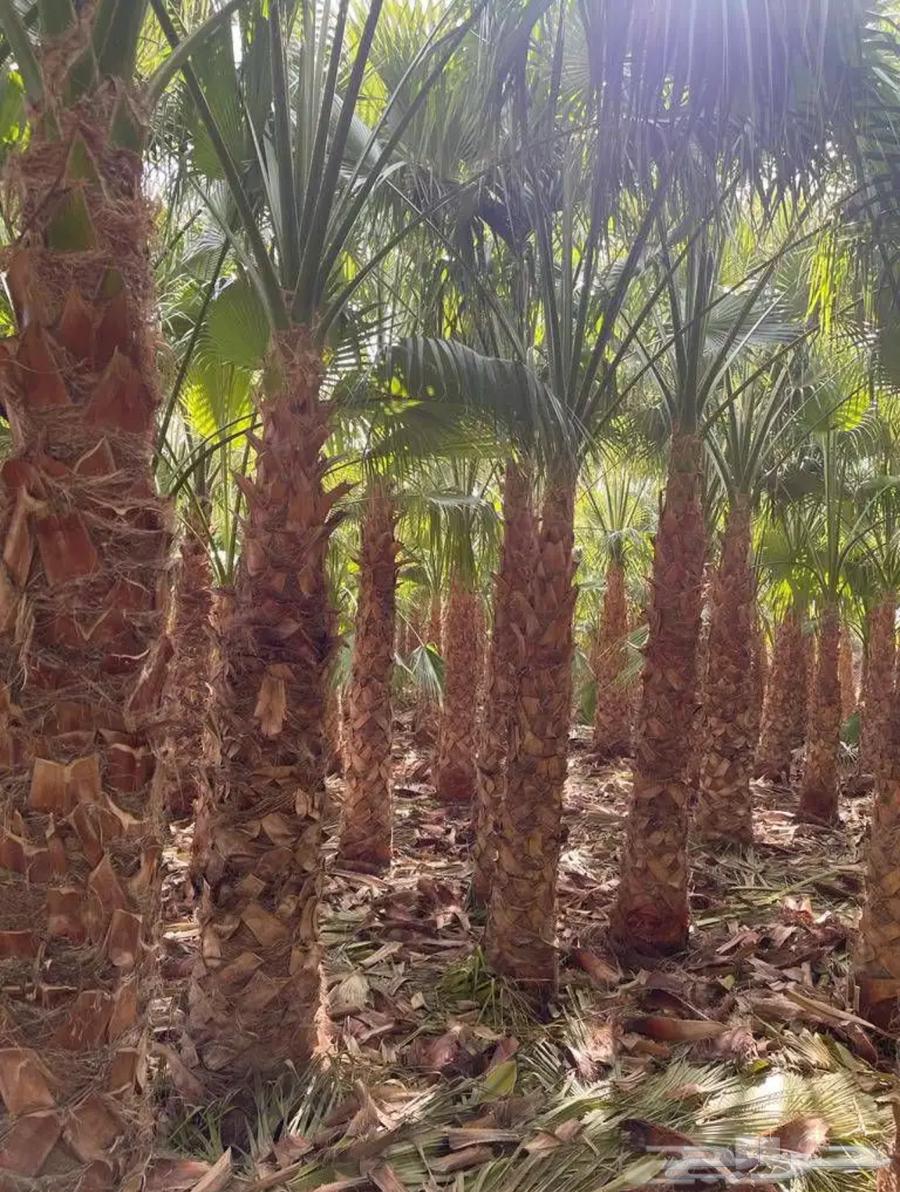 نخل واشنطن جميع المقاسات64506232034946110