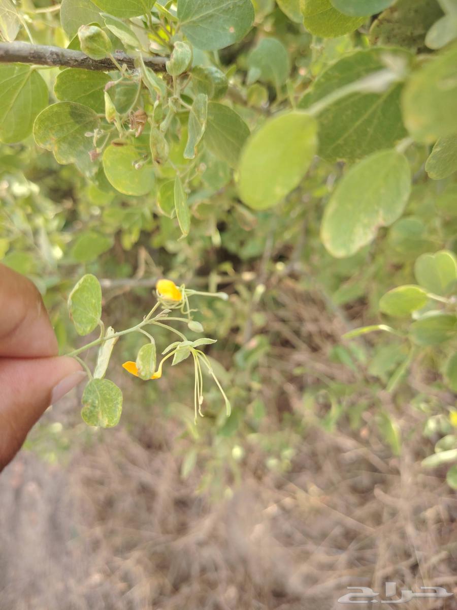 Ghafar herb leaves, also known as Al-Sif or Shiflha64498605008642113
