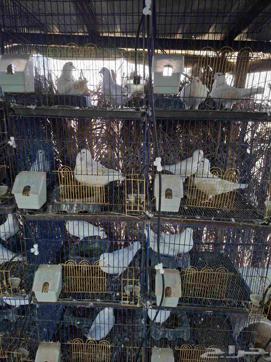 حمام فرنسي سوبر جامبو العمر من سنه ونص الى سنتين64506281796994113