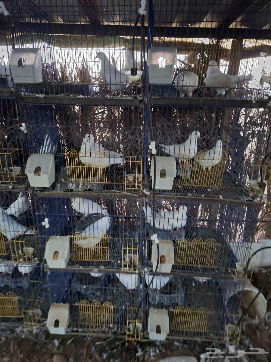 حمام فرنسي سوبر جامبو العمر من سنه ونص الى سنتين64506281796994112