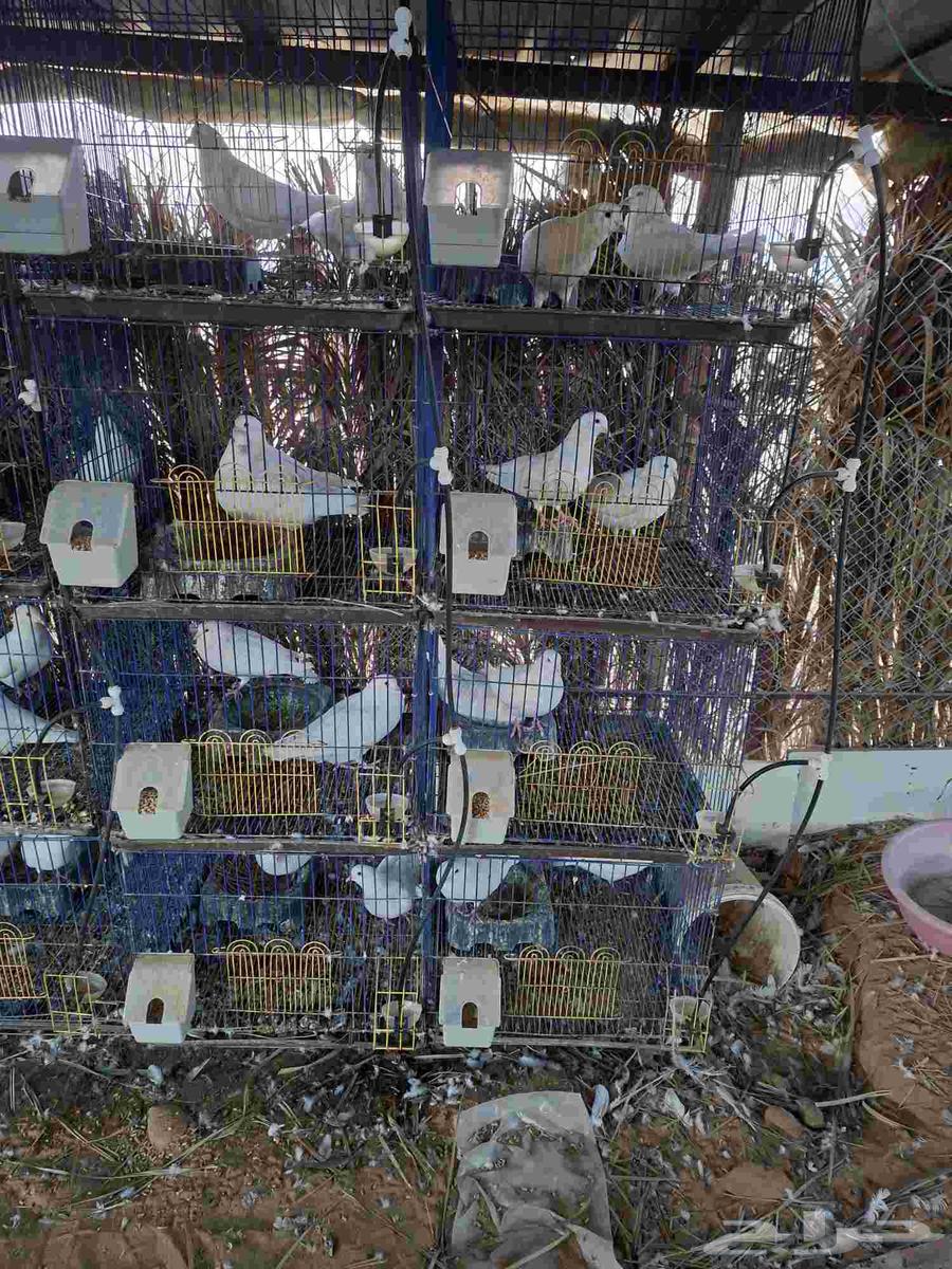 حمام فرنسي سوبر جامبو العمر من سنه ونص الى سنتين64506281796994111