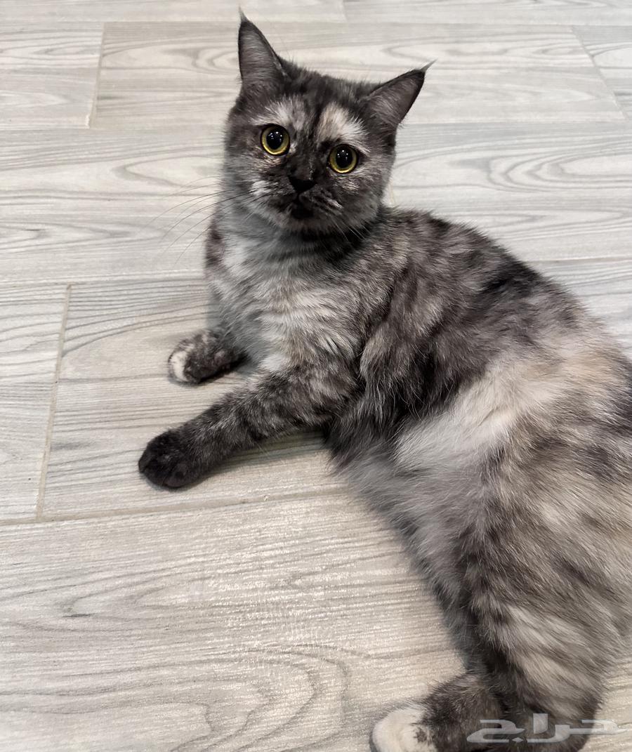 Cats for adoption64506395087107110