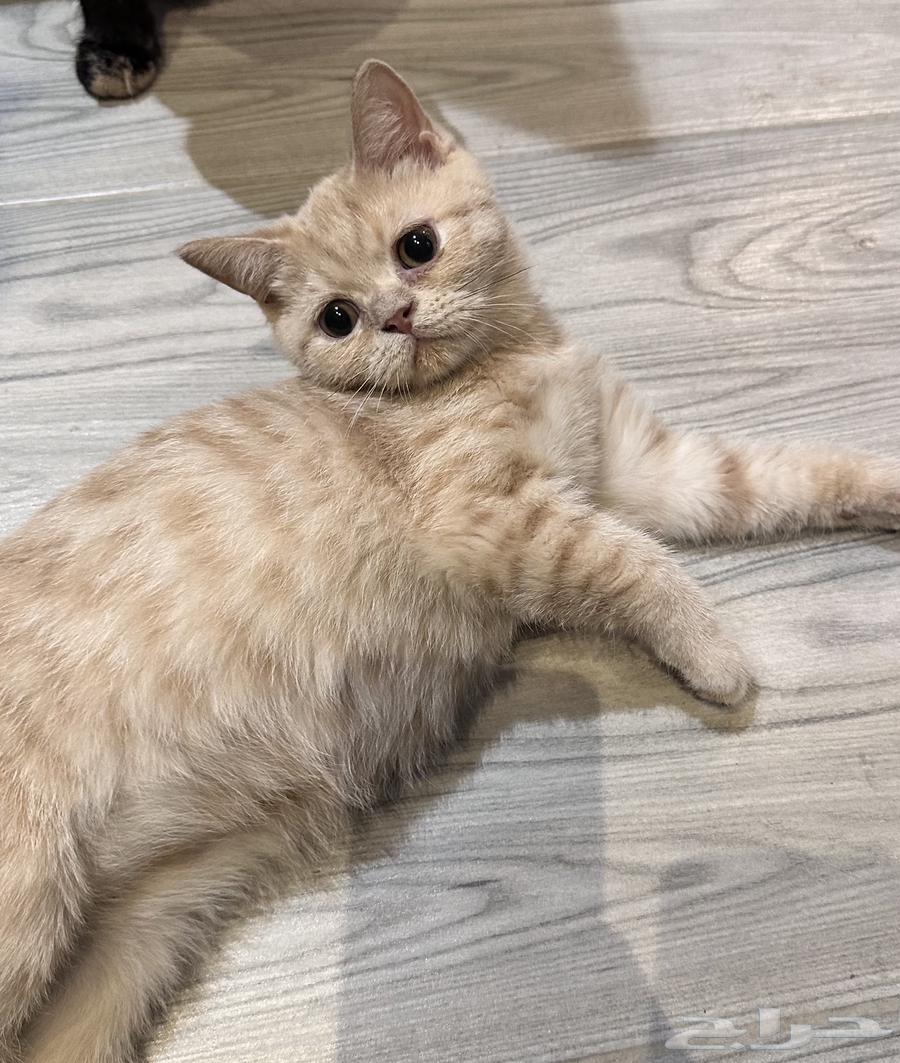 Cats for adoption64506395087107111