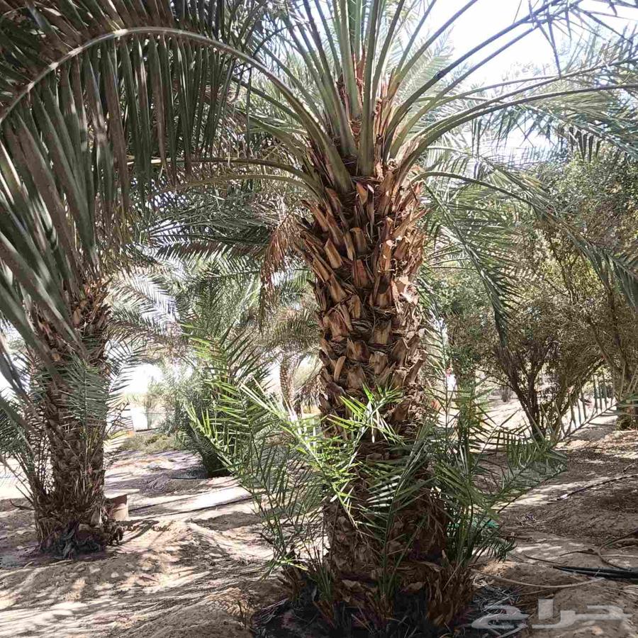 مقاول نخل عربي ونخل واشنطني وجميع انواع الاشجار64506331784833112