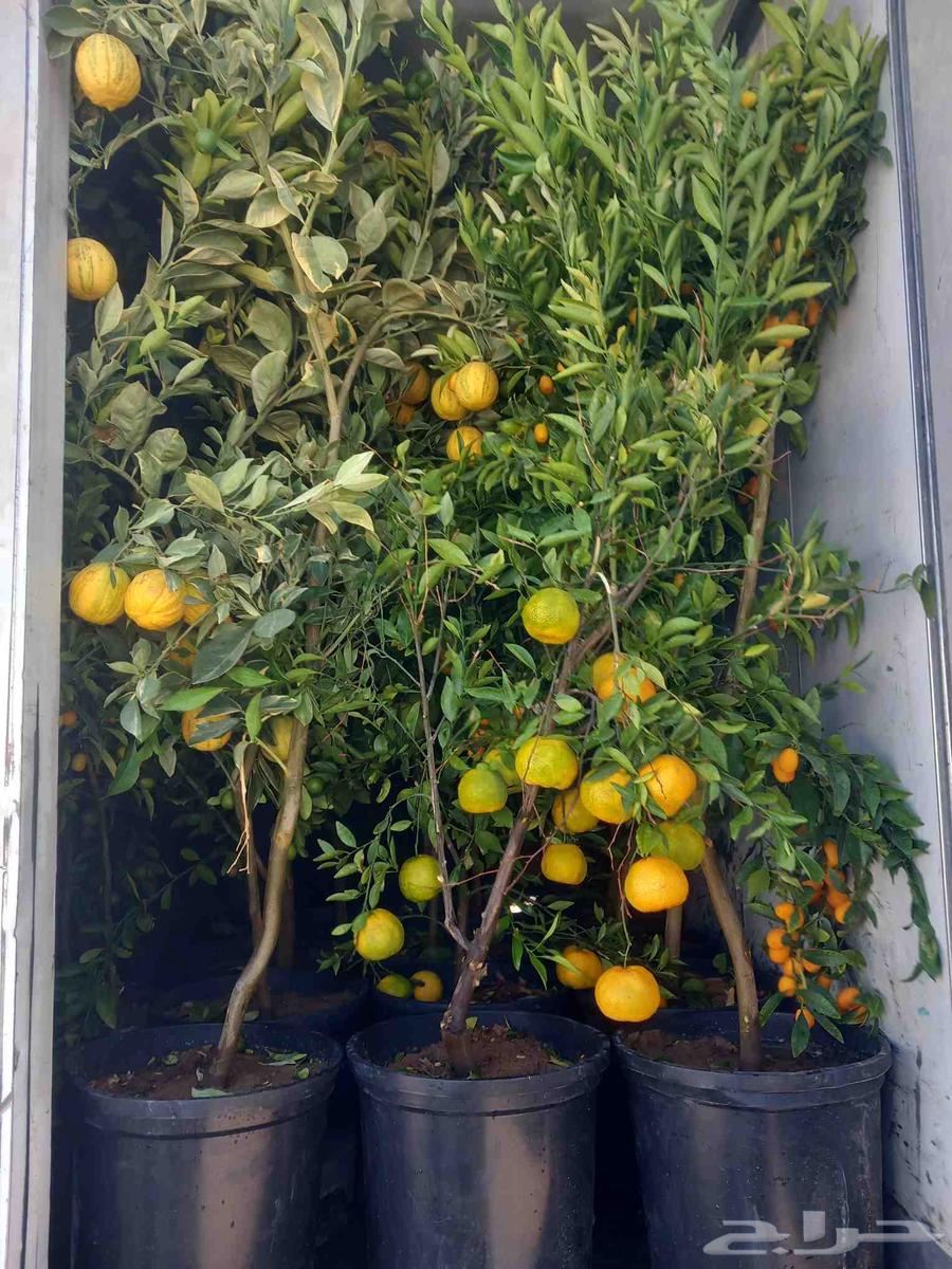 تنسيق حدائق وشبكات الري مهندس ابو الهاشم توريد وتركيب64506363499010110