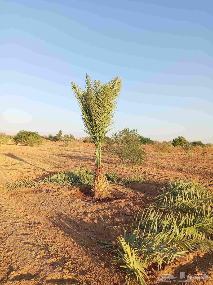 يوجد لدينا عمال تكريب وقلع فروخ64506331531011110