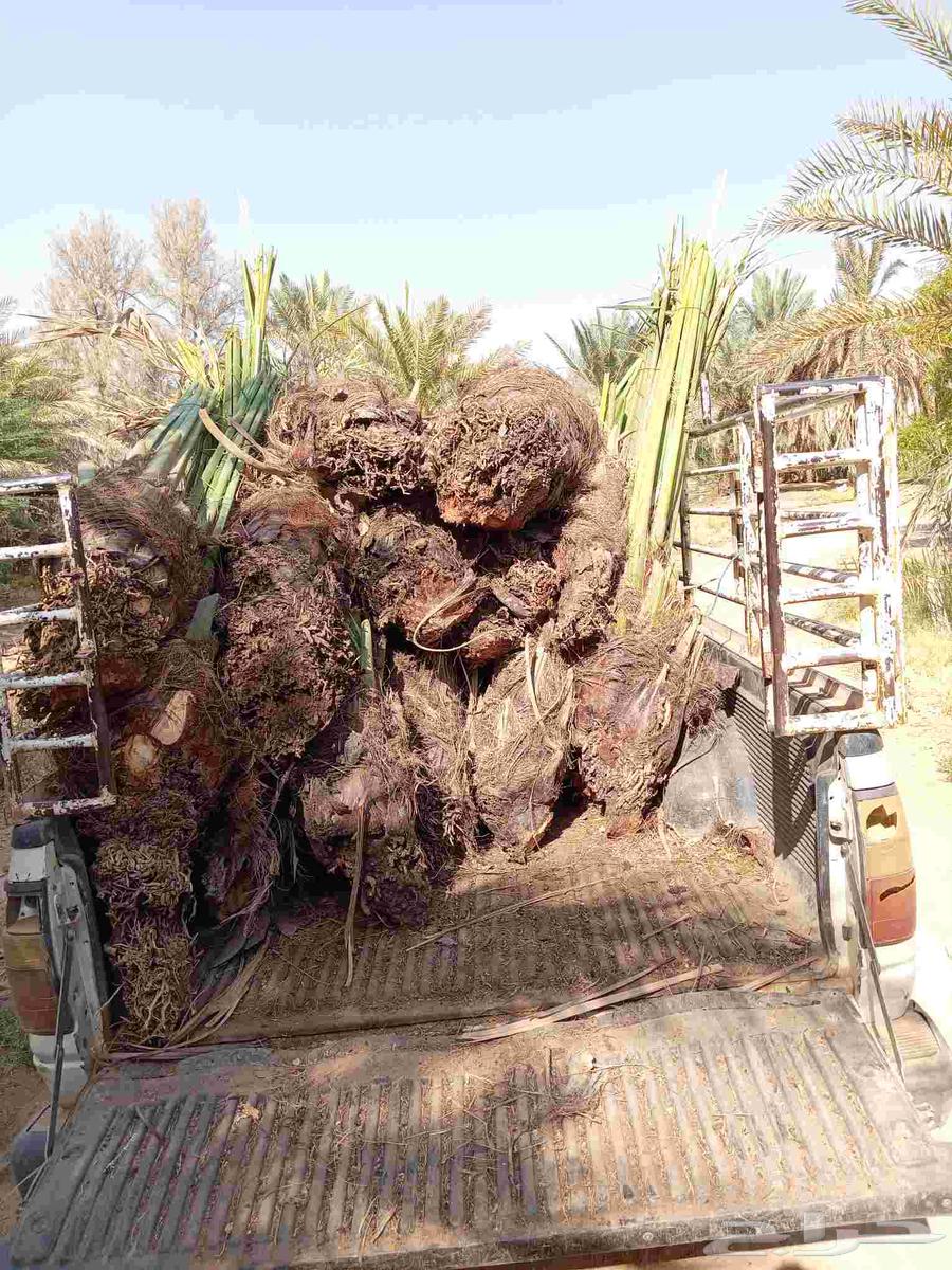 يوجد لدينا عمال تكريب وقلع فروخ64506331531011111