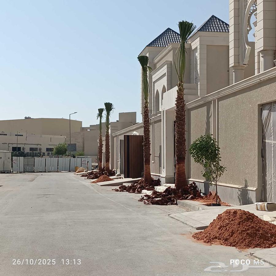 نقوم بتوريد تركيب جميع انواع النخيل64513541230338112