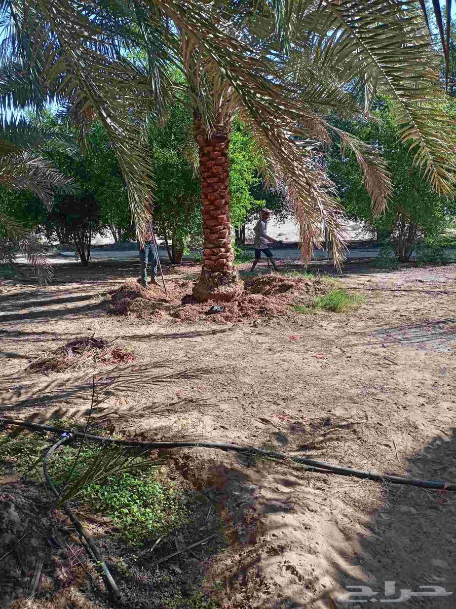 مقاول نخل عربي ونخل واشنطني وجميع انواع الاشجار64506331784833113