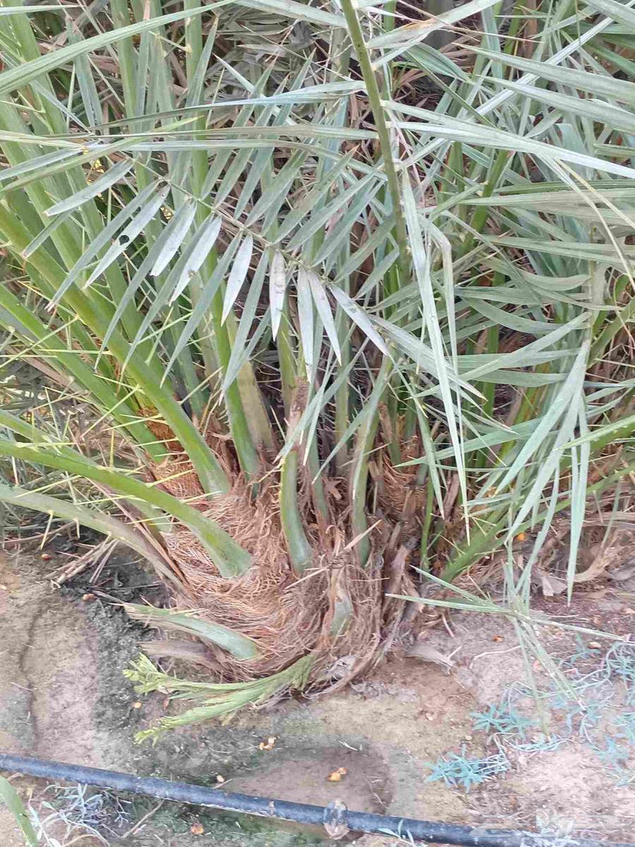 مقاول نخل عربي ونخل واشنطني وجميع انواع الاشجار64506331784833114