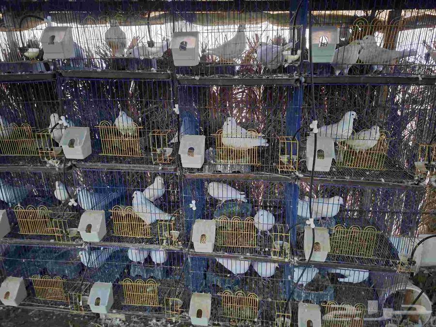 حمام فرنسي سوبر جامبو العمر من سنه ونص الى سنتين64506281796994110