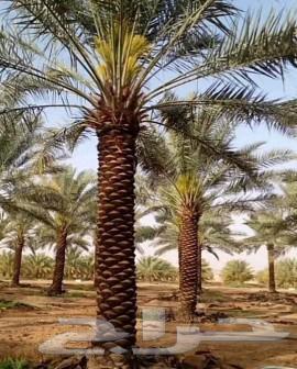 مقاول شبوك وزراعة النخيل64513494071427110