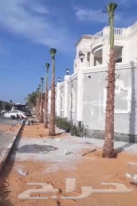 مقاول شبوك وزراعة النخيل64513494071427111