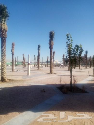 مقاول شبوك وزراعة النخيل64513494071427112