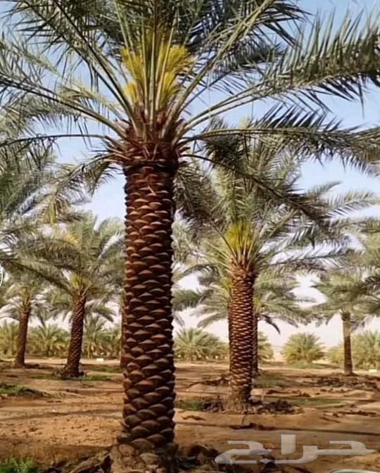 مقاول شبوك وزراعة النخيل64513494071427113