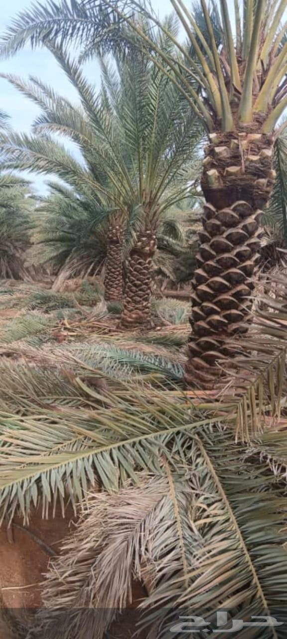 نخل تكريب توريد نخل صيانه كامله64513494230786113