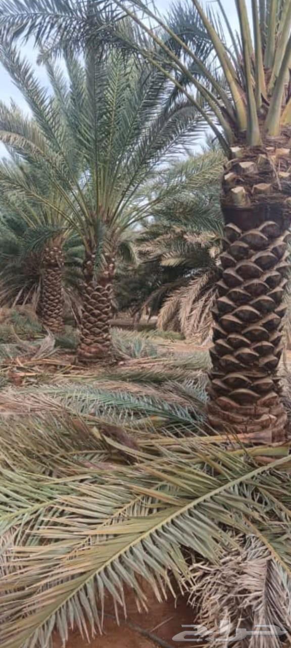 نخل تكريب توريد نخل صيانه كامله64513494230786111