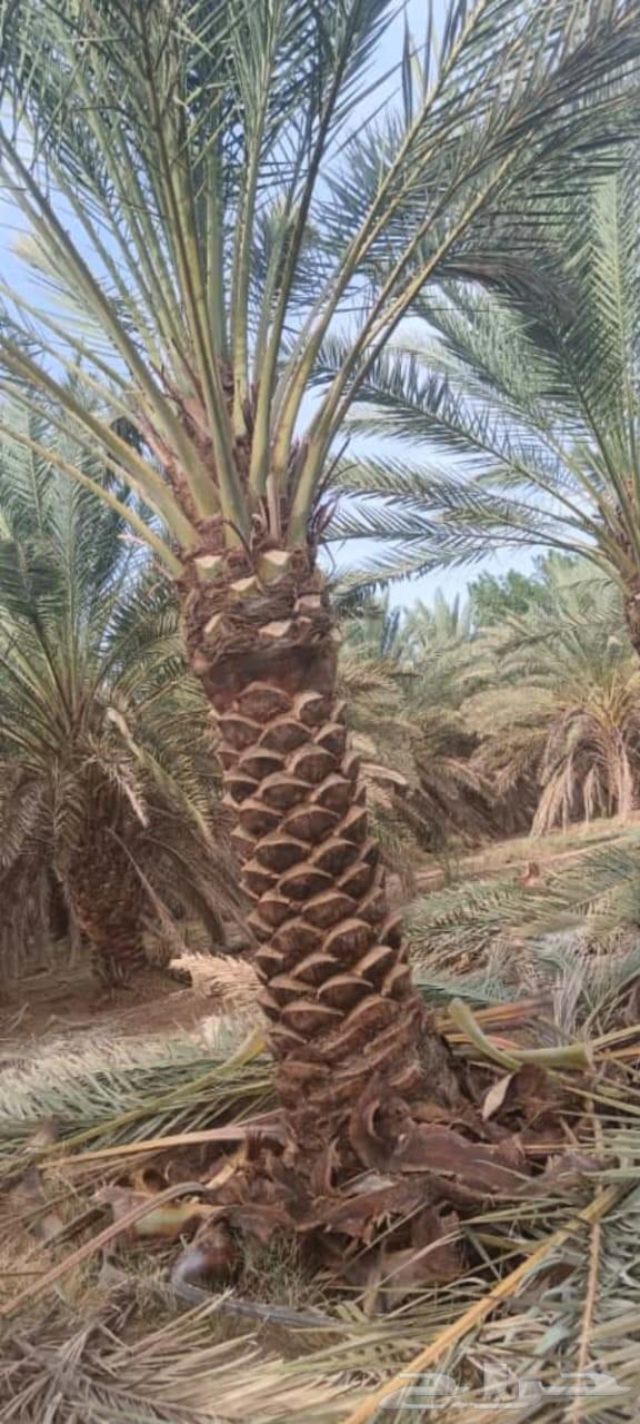 نخل تكريب توريد نخل صيانه كامله64513494230786114