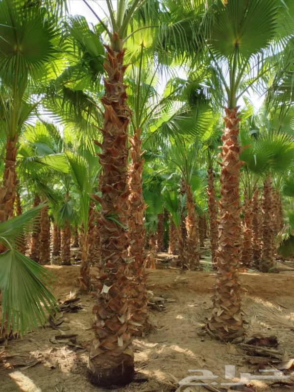 زراعه نخيل وشبوك64513557712898110