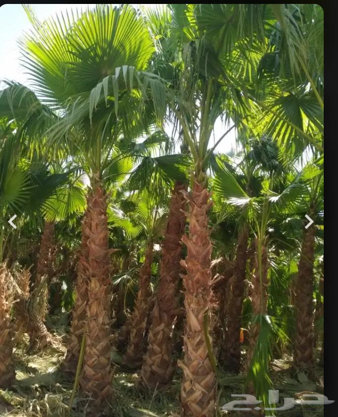 زراعه نخيل وشبوك64513557712898114