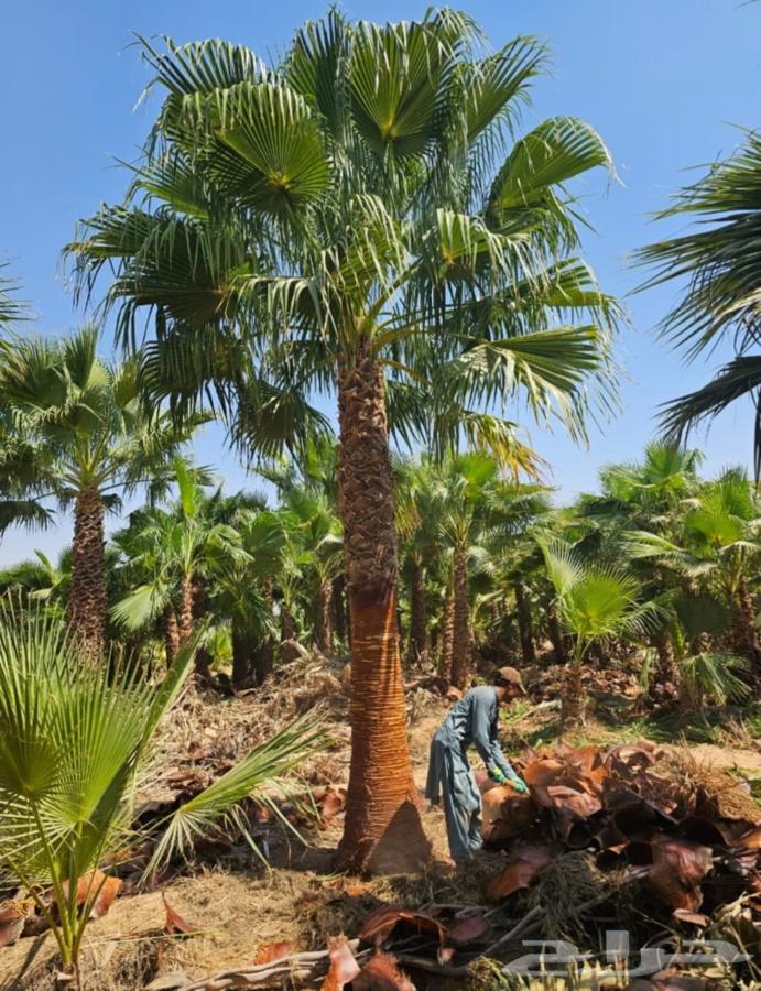 نخل واشنطن العتيبي لتوريد64506444549763111