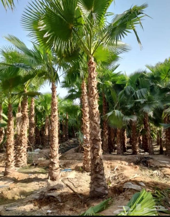 نخل واشنطن العتيبي لتوريد64506444549763110