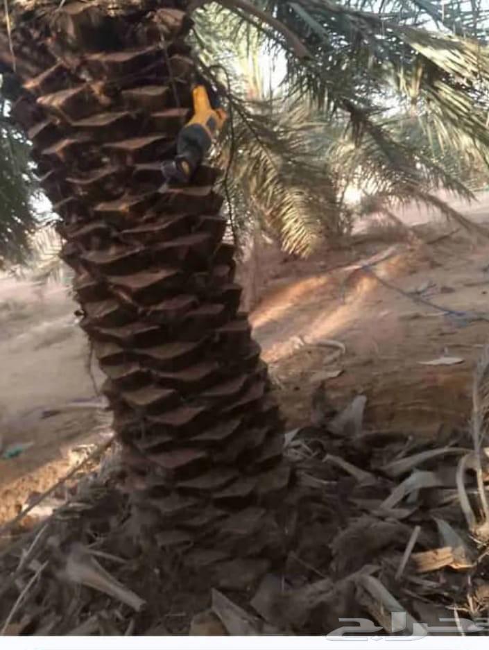 نقوم تنظيف النخل تكريب وقلع الفسائل64506427220227113