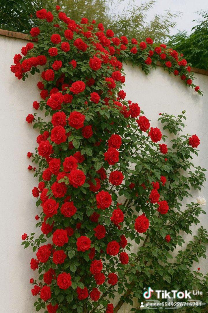 Cultivation of all types of seedlings64506492218883111