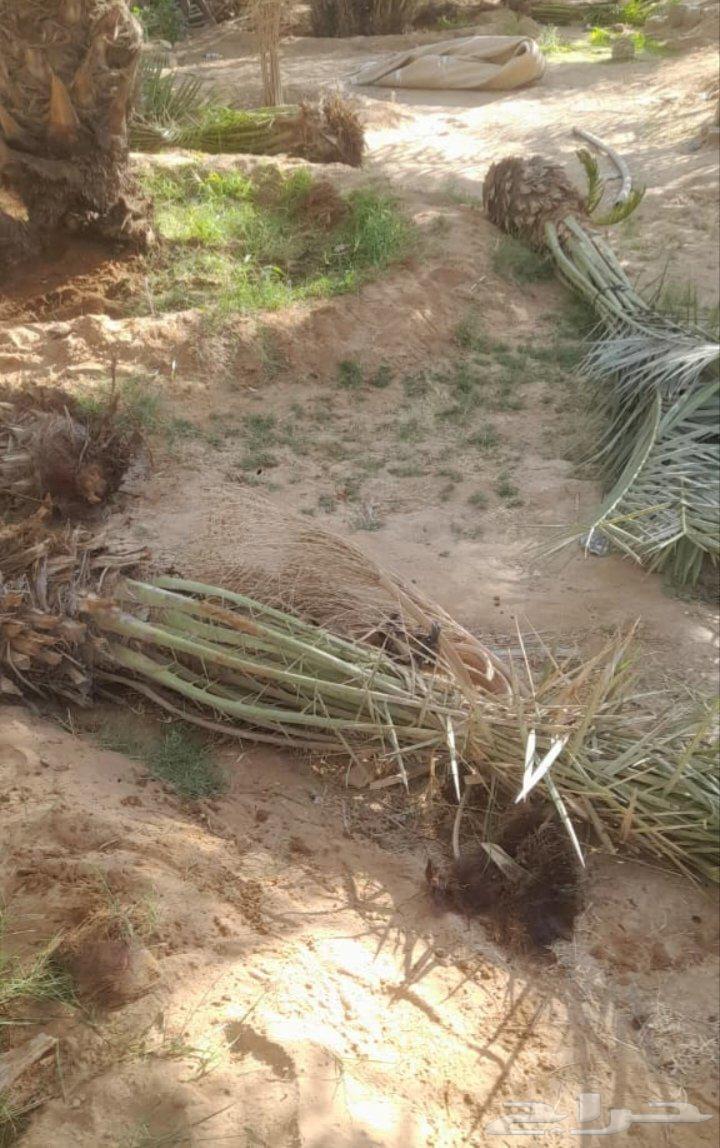 نقوم تنظيف النخل تكريب وقلع الفسائل64506427220227114