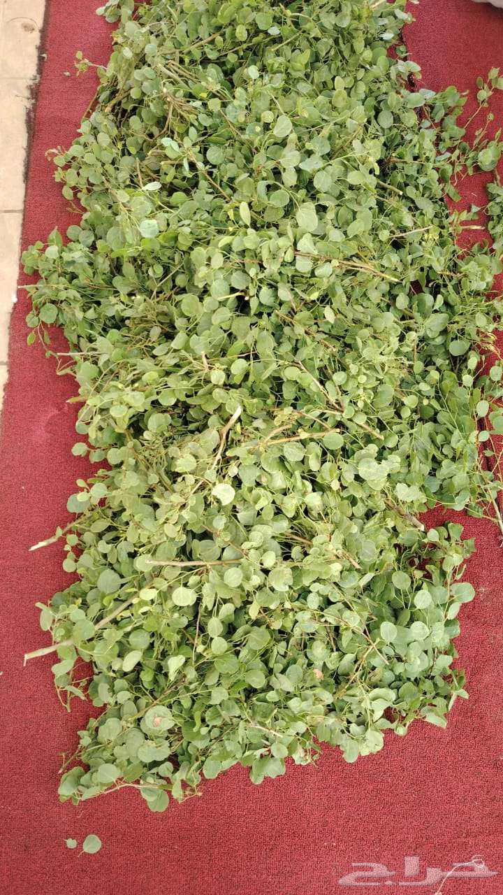 Ghafar herb leaves, also known as Al-Sif or Shiflha64498605008642110