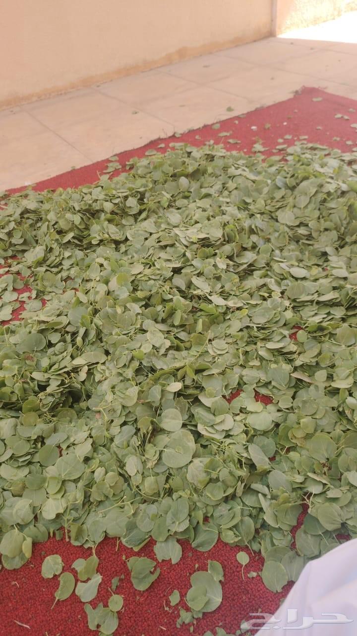 Ghafar herb leaves, also known as Al-Sif or Shiflha64498605008642111