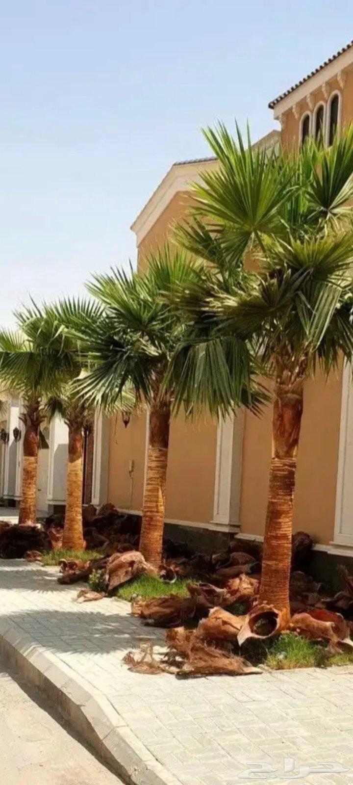 زراعه نخيل وشبوك64513557712898113