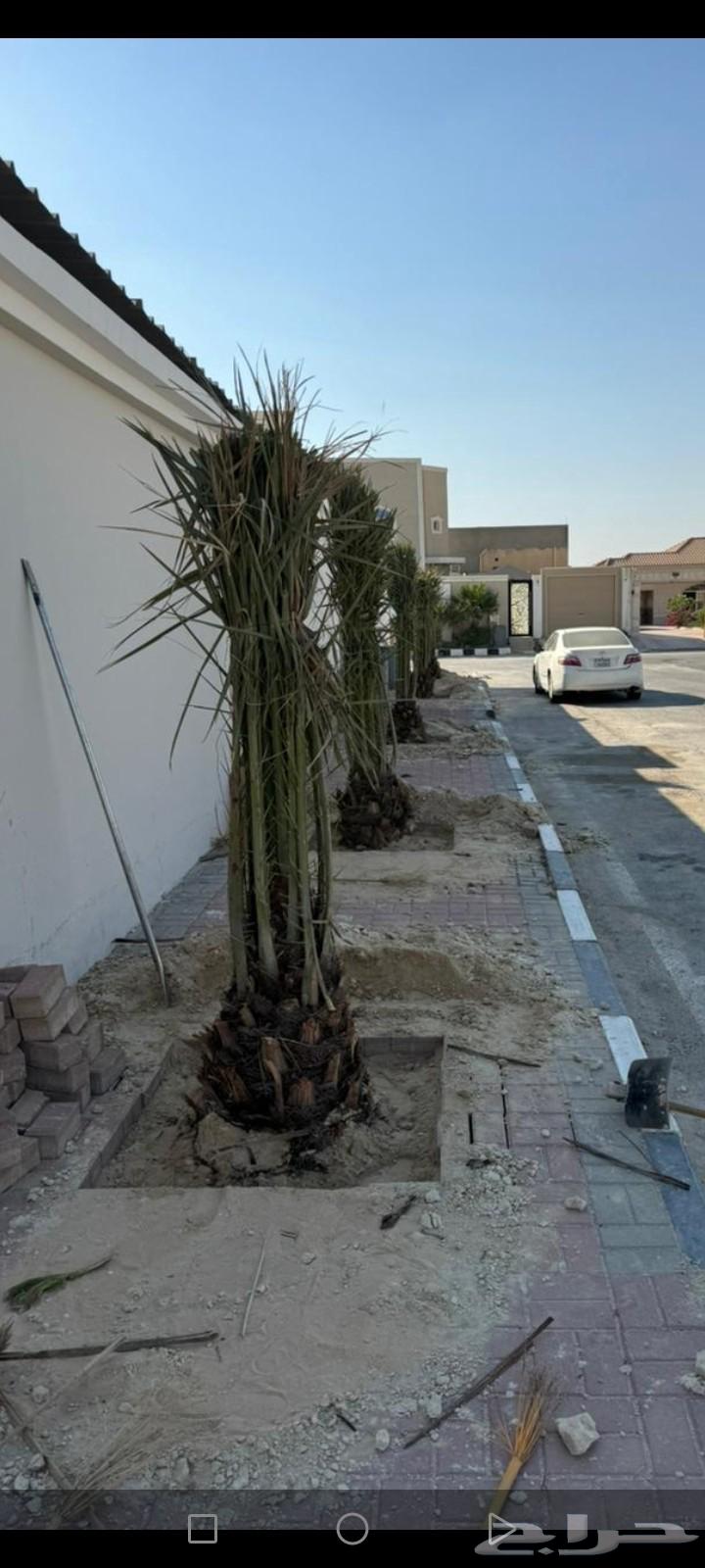 مقاول نخل عربي ونخل واشنطني وجميع انواع الاشجار64506331784833110