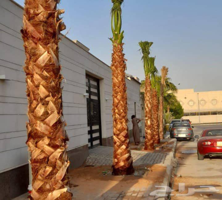 زراعه نخيل وشبوك64513557712898112
