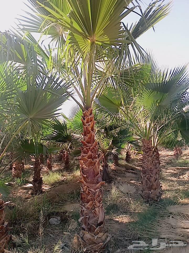 زراعه نخيل وشبوك64513557712898111