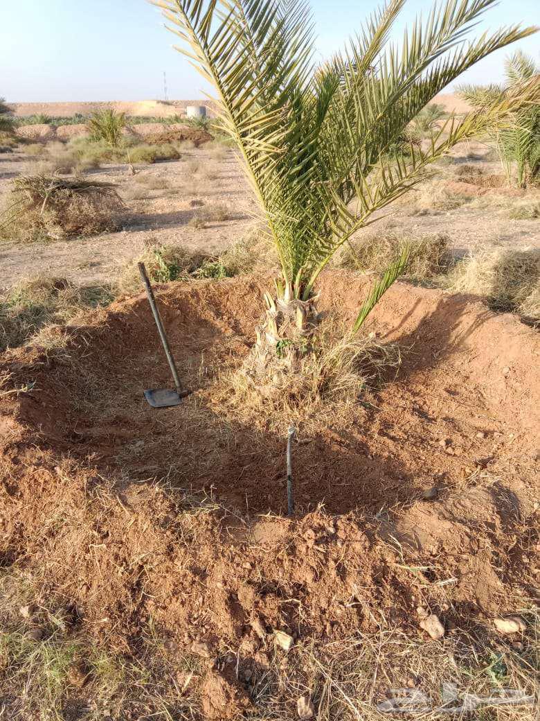 نقوم تنظيف النخل تكريب وقلع الفسائل64506427220227111