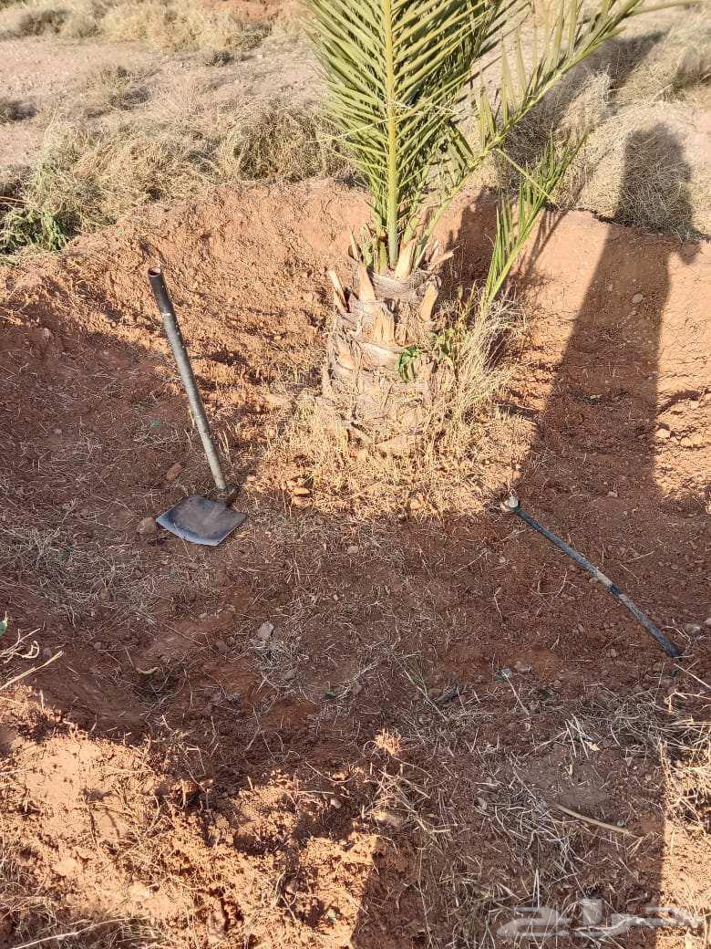 نقوم تنظيف النخل تكريب وقلع الفسائل64506427220227110