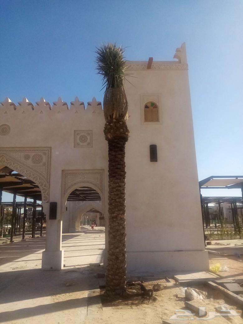 مقاول شبوك وزراعة النخيل64513494071427114