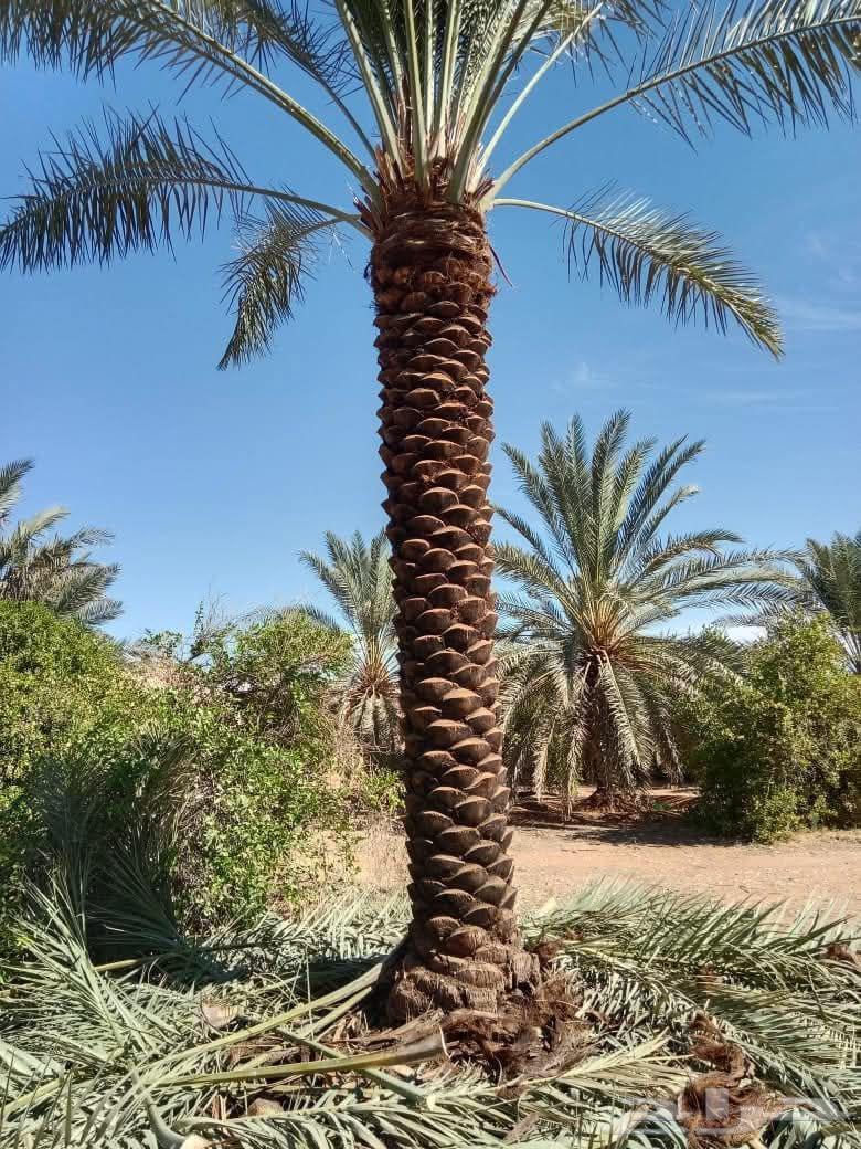 نخل تكريب توريد نخل صيانه كامله64513494230786110
