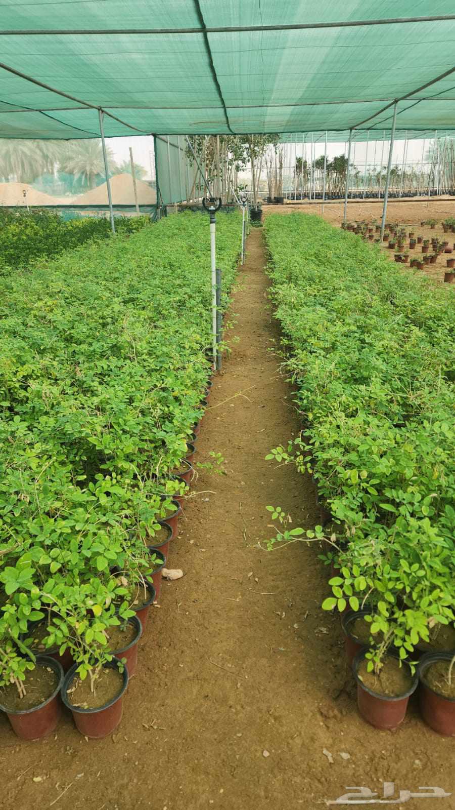 تنسيق حدائق وشبكات الري مهندس ابو الهاشم توريد وتركيب64506363499010112