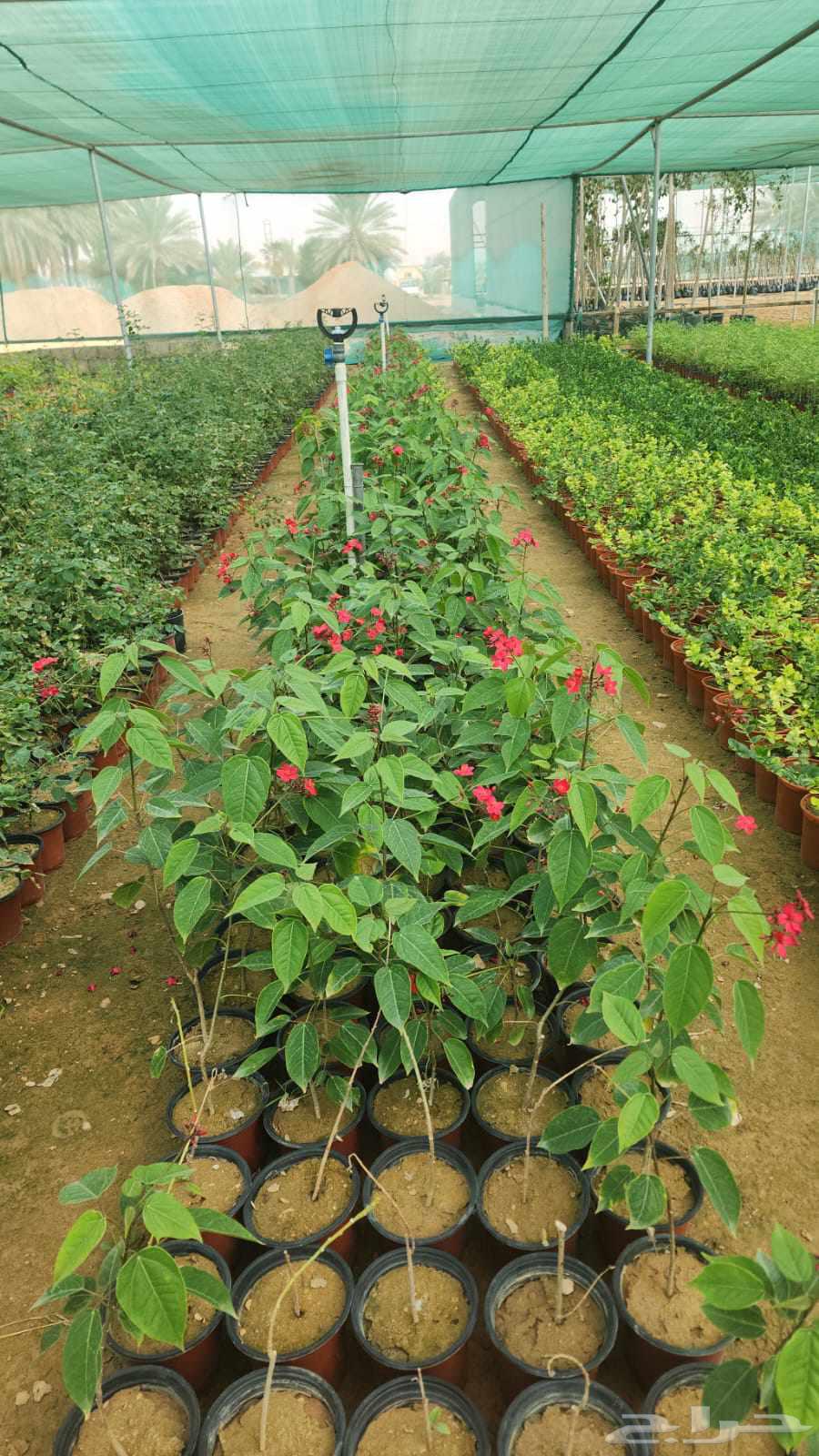 تنسيق حدائق وشبكات الري مهندس ابو الهاشم توريد وتركيب64506363499010113