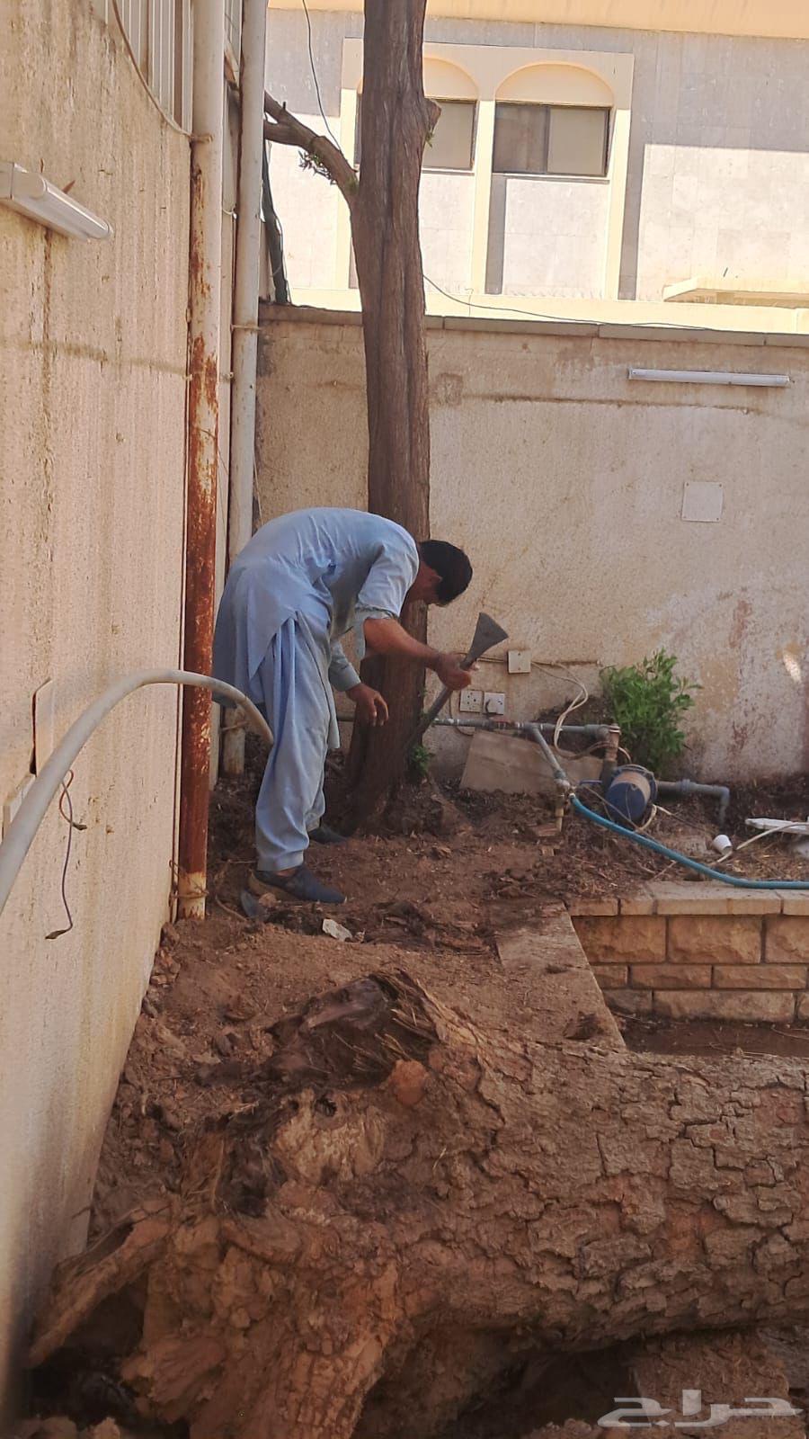 نقل نخل غرس نخل تقطيع شجر رافعه توصيل نخل شجر ترحيل شجر64506412906242112