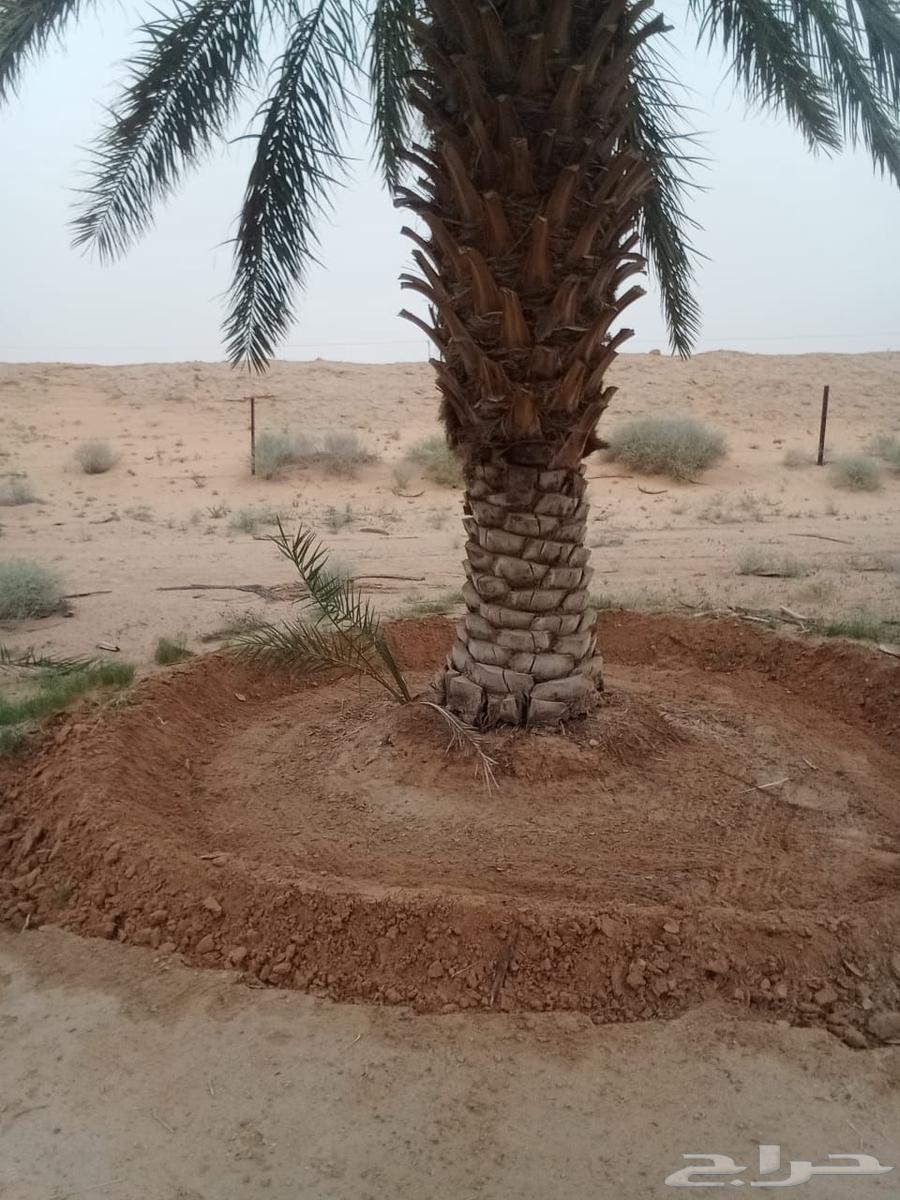 نقوم تنظيف النخل تكريب وقلع الفسائل64506427220227112