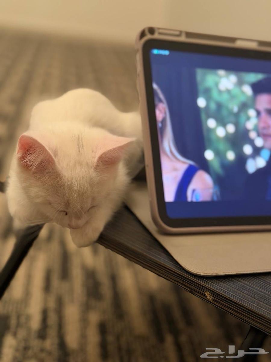 قطه للتبني64501746940035110