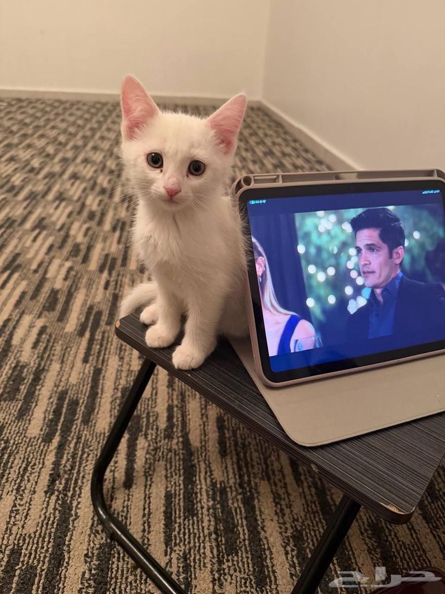 قطه للتبني64501746940035111