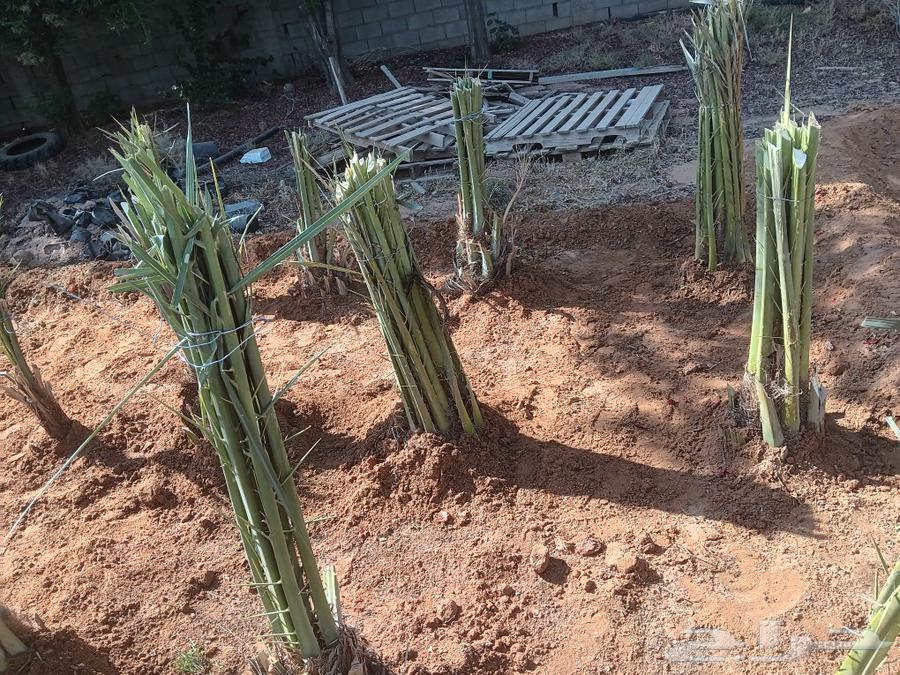 ابو عبدالله التوريد جميع انواع النخيل تكريب النخيل وقلع وغرس64518308966529111